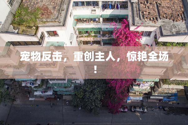 宠物反击，重创主人，惊艳全场！