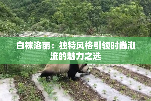 白袜洛丽：独特风格引领时尚潮流的魅力之选