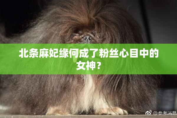 北条麻妃缘何成了粉丝心目中的女神？
