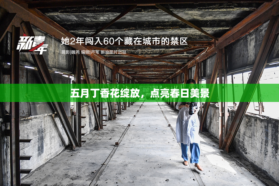 五月丁香花绽放，点亮春日美景