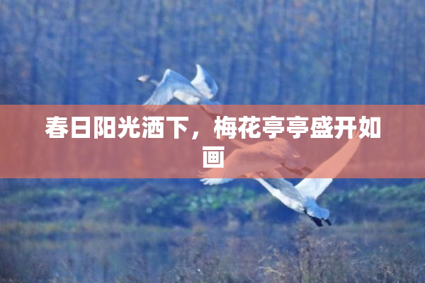 春日阳光洒下，梅花亭亭盛开如画