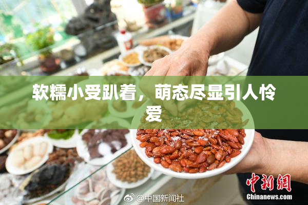 软糯小受趴着，萌态尽显引人怜爱