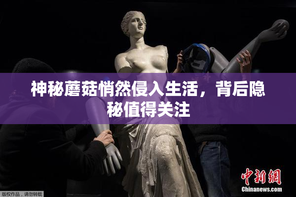 神秘蘑菇悄然侵入生活，背后隐秘值得关注