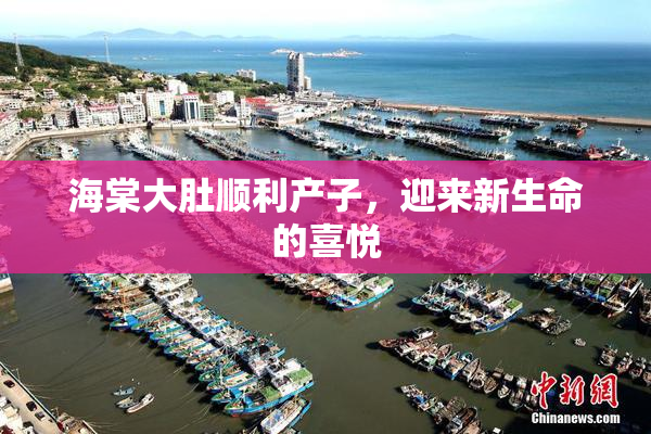 海棠大肚顺利产子，迎来新生命的喜悦