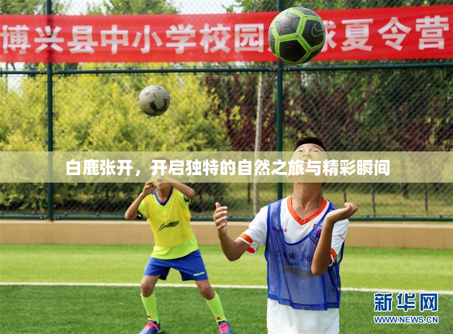 白鹿张开，开启独特的自然之旅与精彩瞬间
