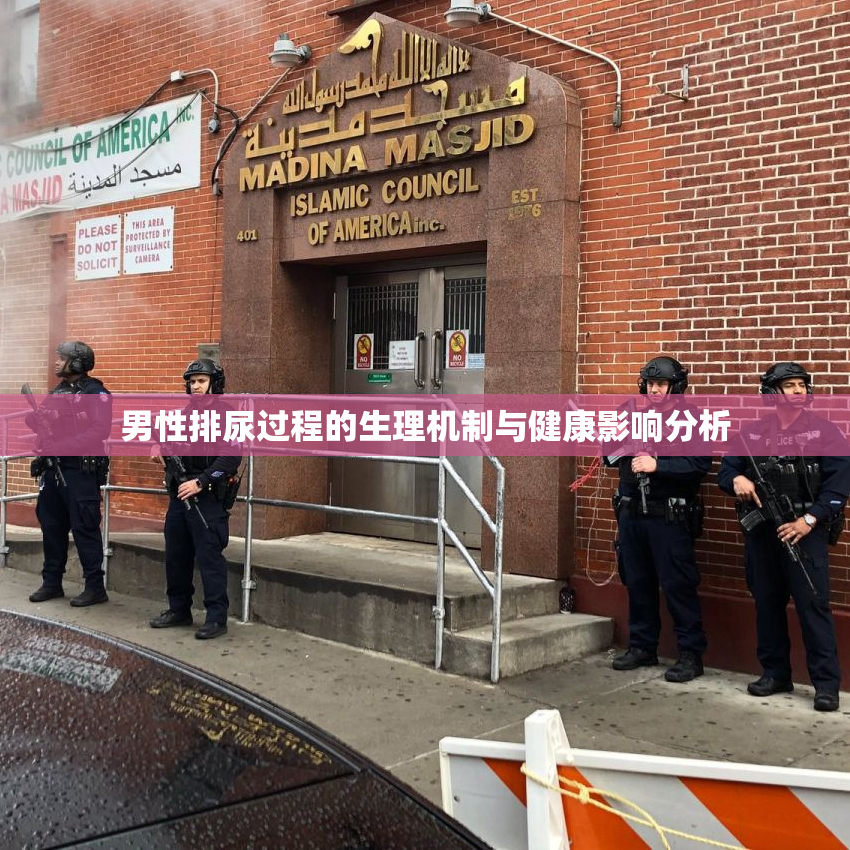 男性排尿过程的生理机制与健康影响分析