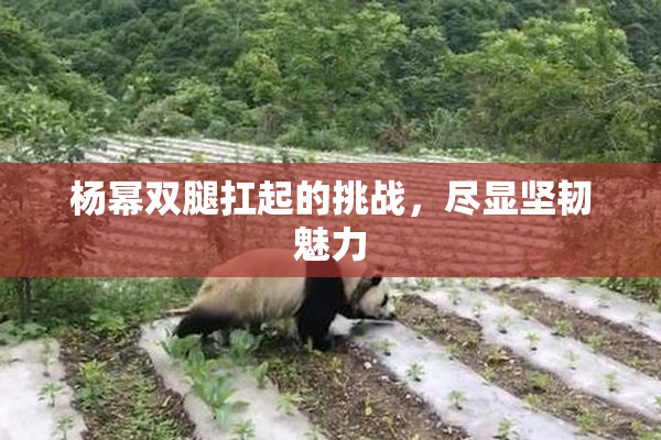 杨幂双腿扛起的挑战，尽显坚韧魅力