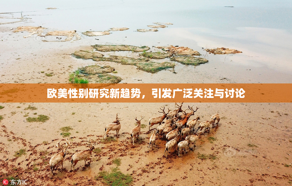 欧美性别研究新趋势，引发广泛关注与讨论
