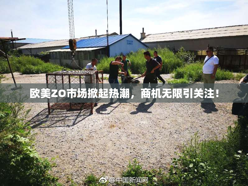 欧美ZO市场掀起热潮，商机无限引关注！