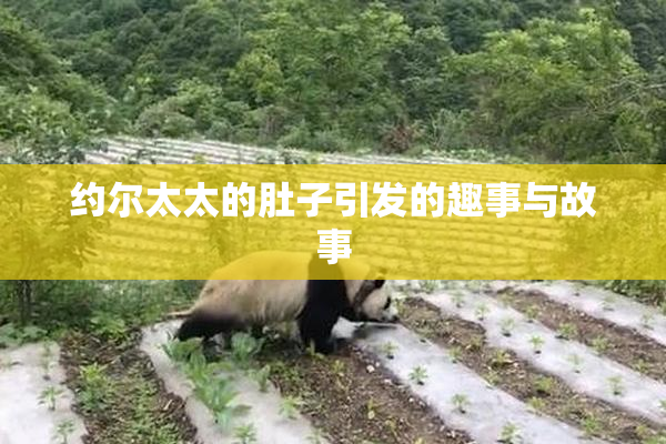 约尔太太的肚子引发的趣事与故事