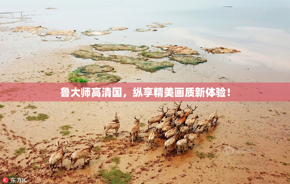 鲁大师高清国，纵享精美画质新体验！