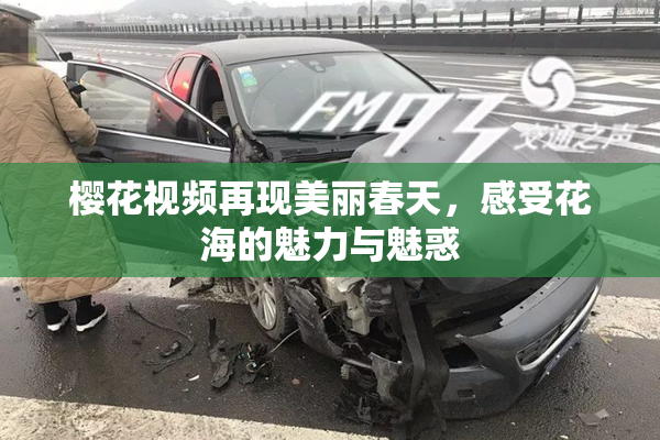 樱花视频再现美丽春天，感受花海的魅力与魅惑