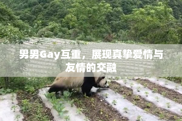 男男Gay互重，展现真挚爱情与友情的交融