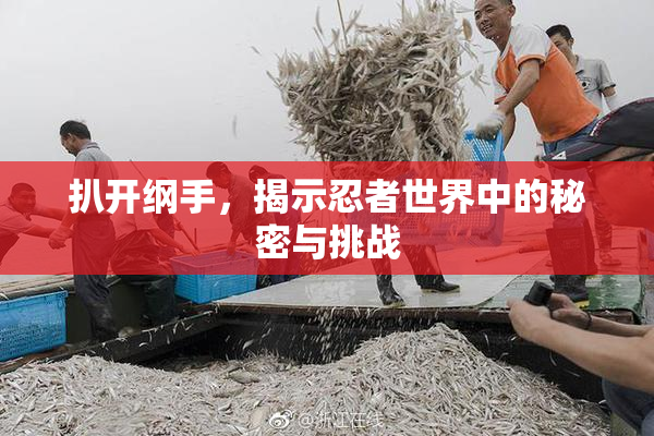 扒开纲手，揭示忍者世界中的秘密与挑战