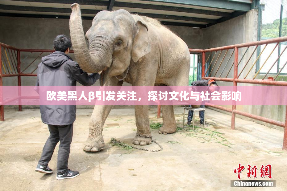 欧美黑人β引发关注，探讨文化与社会影响