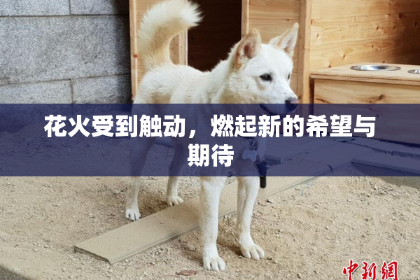花火受到触动，燃起新的希望与期待