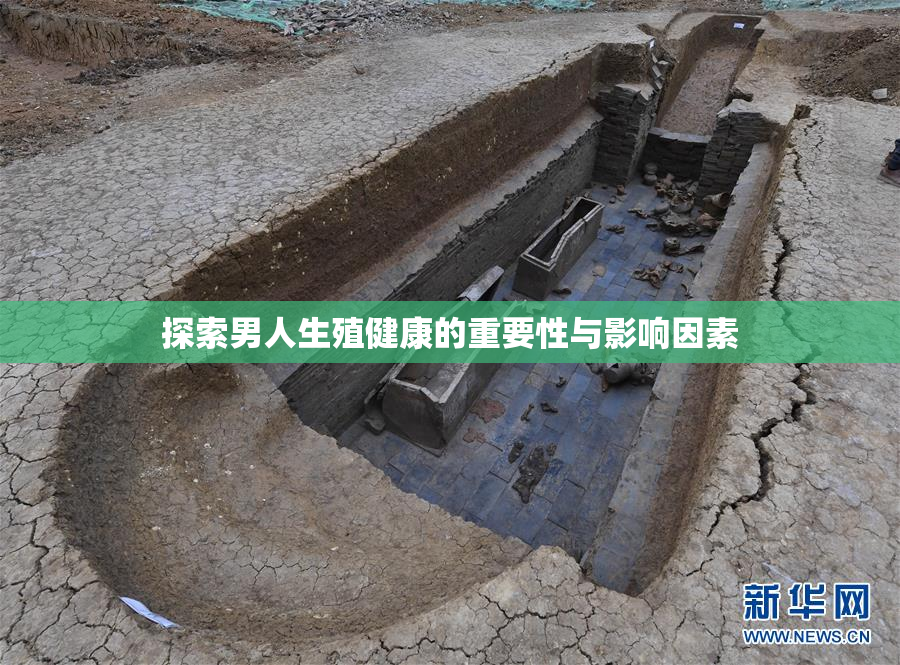 探索男人生殖健康的重要性与影响因素