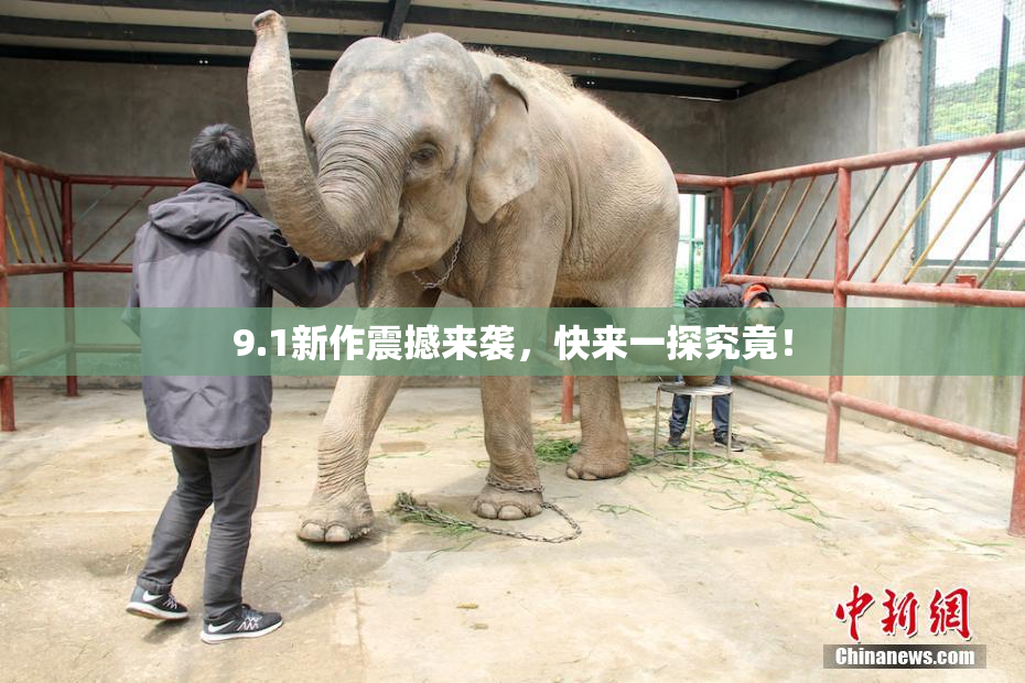 9.1新作震撼来袭，快来一探究竟！
