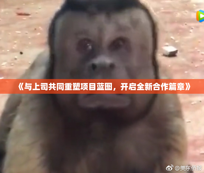 《与上司共同重塑项目蓝图，开启全新合作篇章》
