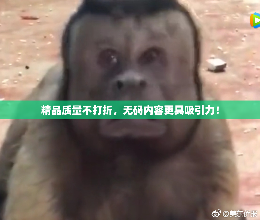 精品质量不打折，无码内容更具吸引力！