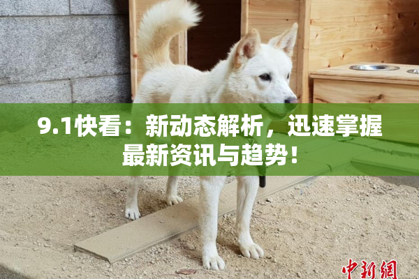 9.1快看：新动态解析，迅速掌握最新资讯与趋势！