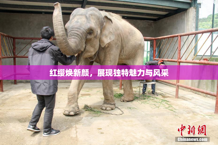 红缨焕新颜，展现独特魅力与风采