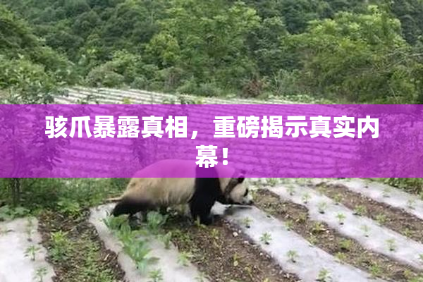 骇爪暴露真相，重磅揭示真实内幕！