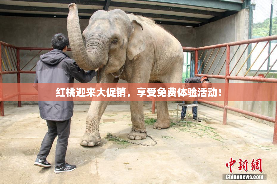 红桃迎来大促销，享受免费体验活动！