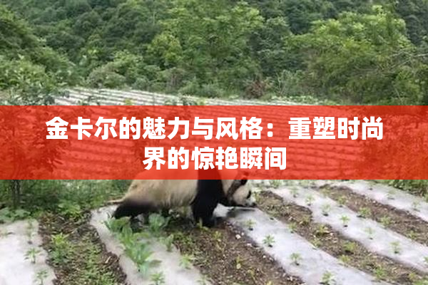 金卡尔的魅力与风格：重塑时尚界的惊艳瞬间