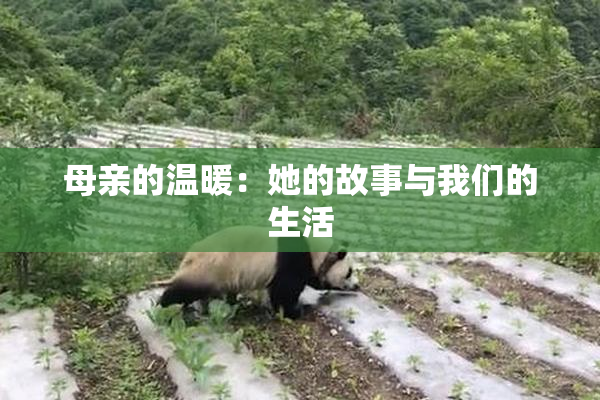 母亲的温暖：她的故事与我们的生活