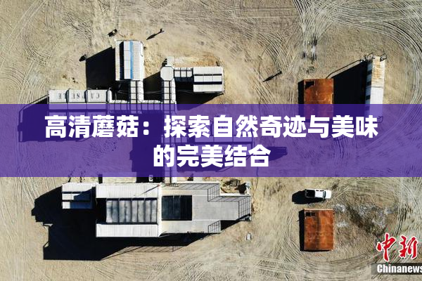 高清蘑菇：探索自然奇迹与美味的完美结合