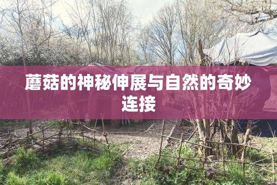 蘑菇的神秘伸展与自然的奇妙连接