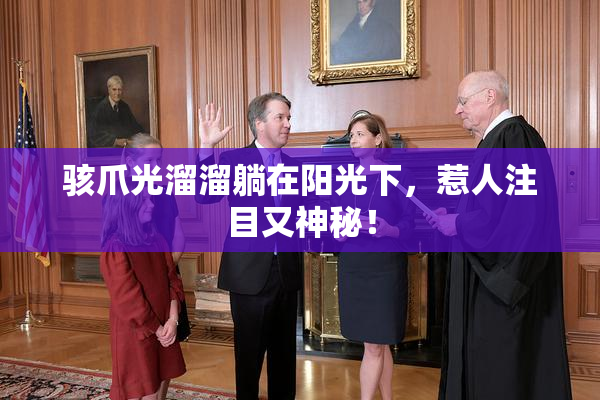 骇爪光溜溜躺在阳光下，惹人注目又神秘！