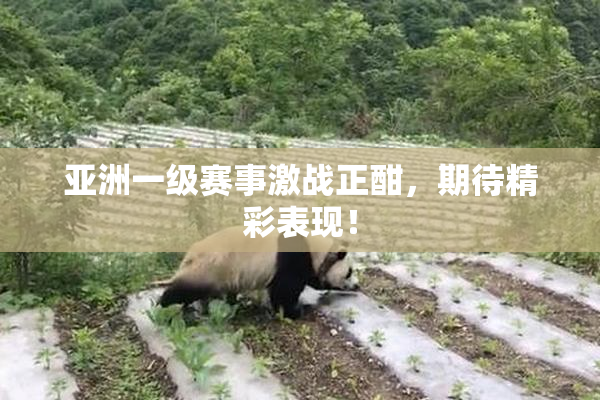 亚洲一级赛事激战正酣，期待精彩表现！