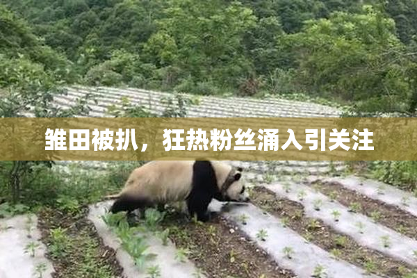 雏田被扒，狂热粉丝涌入引关注