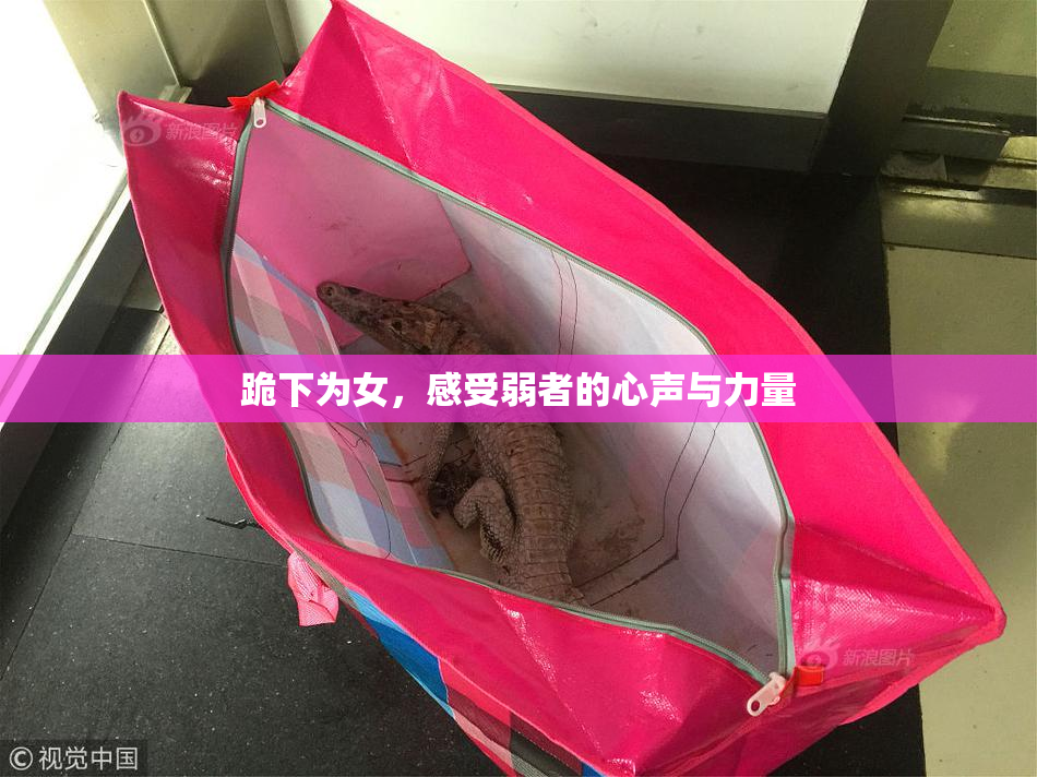 跪下为女，感受弱者的心声与力量