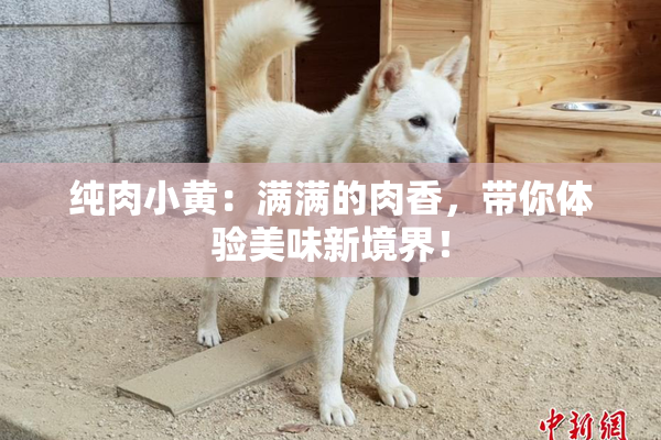 纯肉小黄：满满的肉香，带你体验美味新境界！