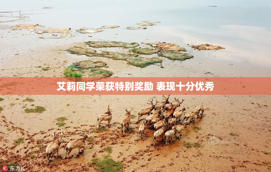 艾莉同学荣获特别奖励 表现十分优秀