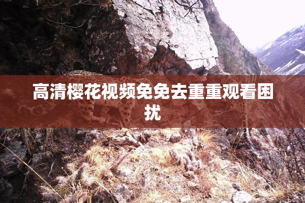 高清樱花视频免免去重重观看困扰