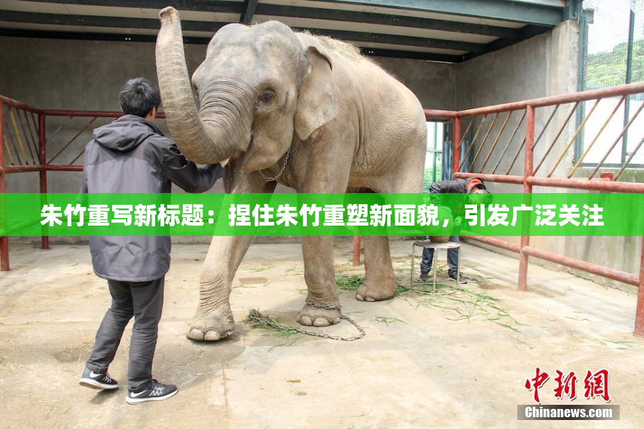 朱竹重写新标题：捏住朱竹重塑新面貌，引发广泛关注