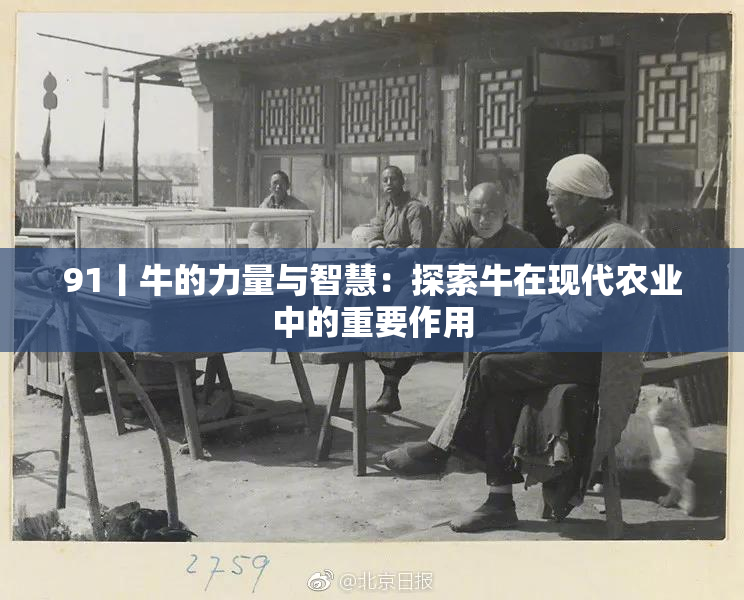 91丨牛的力量与智慧：探索牛在现代农业中的重要作用