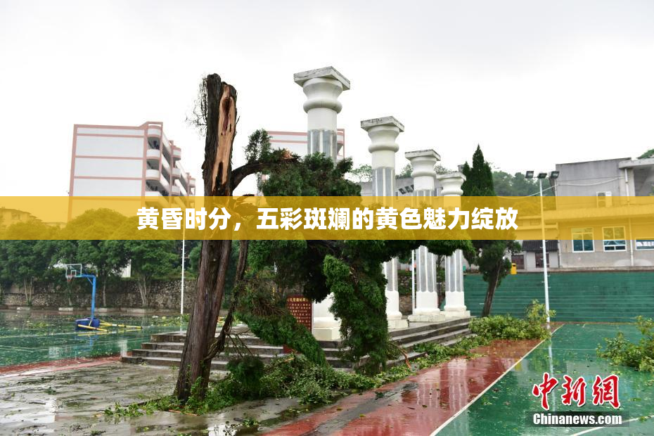 黄昏时分，五彩斑斓的黄色魅力绽放