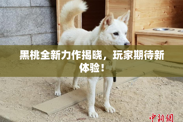 黑桃全新力作揭晓，玩家期待新体验！