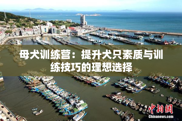 母犬训练营：提升犬只素质与训练技巧的理想选择