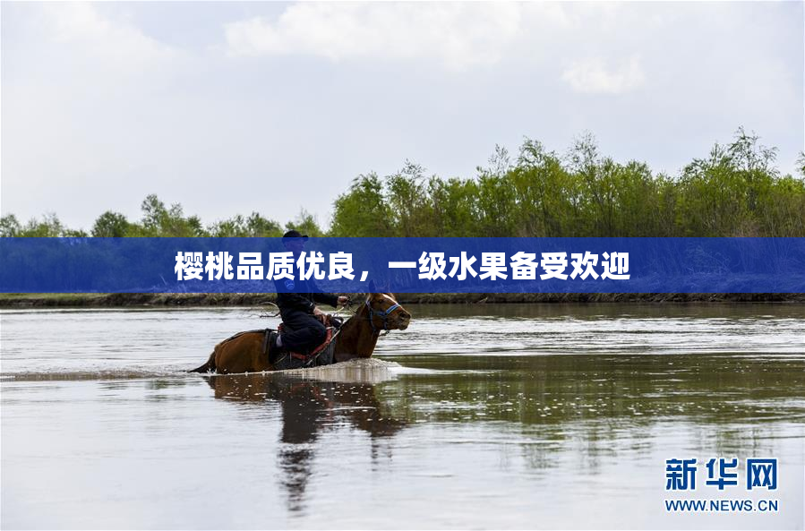 樱桃品质优良，一级水果备受欢迎