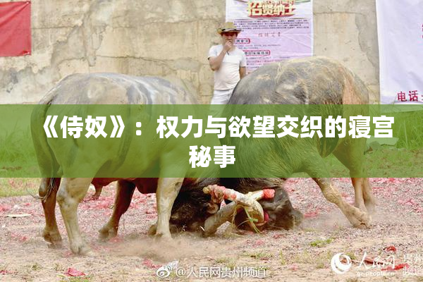 《侍奴》：权力与欲望交织的寝宫秘事