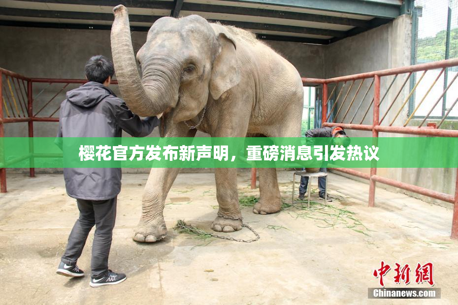 樱花官方发布新声明，重磅消息引发热议