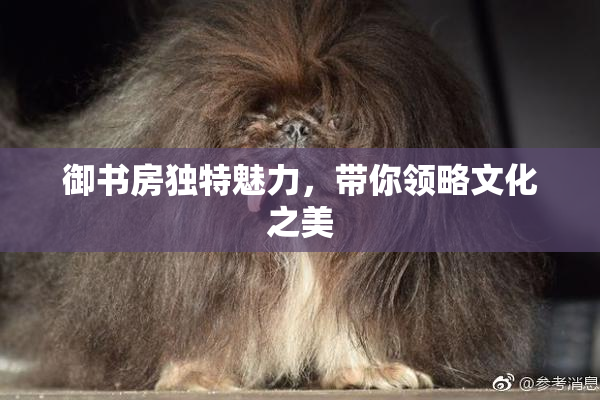 御书房独特魅力，带你领略文化之美