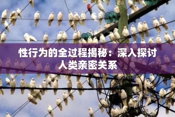 性行为的全过程揭秘：深入探讨人类亲密关系