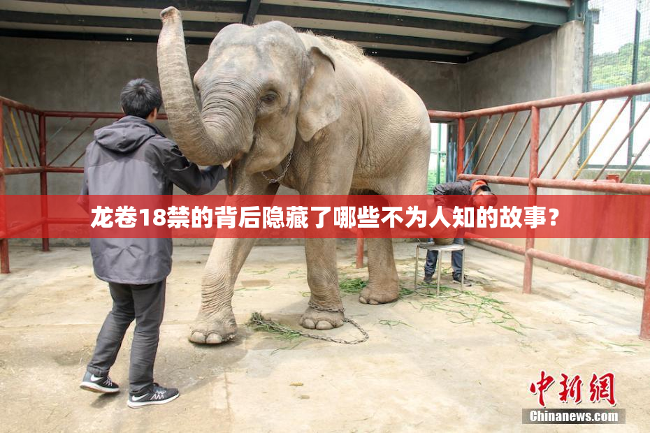 龙卷18禁的背后隐藏了哪些不为人知的故事？